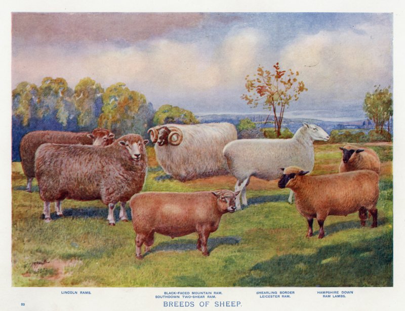 Birkafajták (színes litho) alkotó: English School