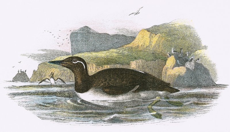 Kantáros Guillemot alkotó: English School