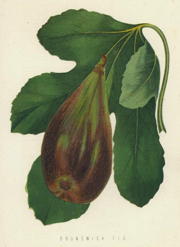 Brunswick Fig alkotó: English School