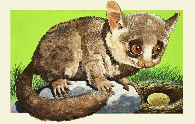 Bush Baby alkotó: English School