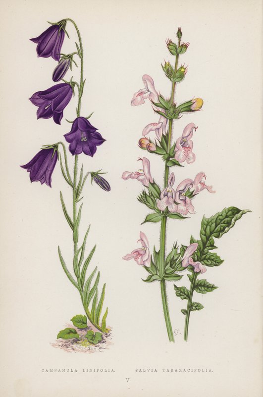 Campanula Linifolia; Salvia Taraxacifolia (színes litho) alkotó: English School