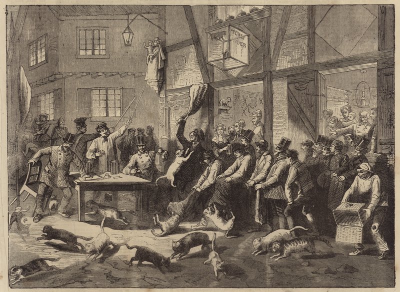 Macskaverseny Liege-ben alkotó: English School