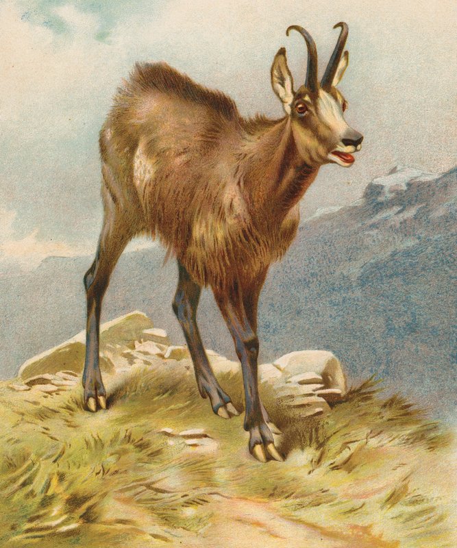 Chamois (színes litográfia) alkotó: English School
