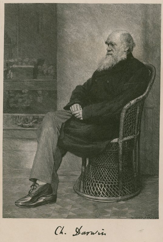 Charles Darwin alkotó: English School
