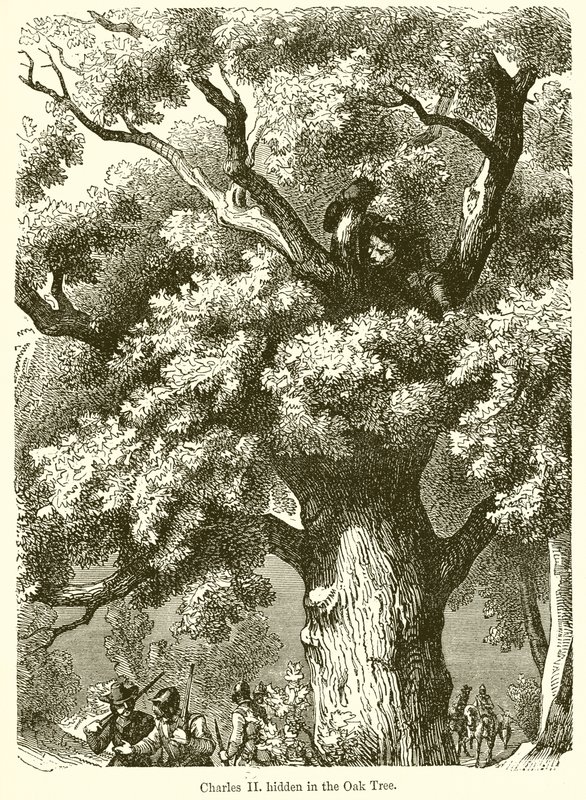 Károly II. elrejtve a Tölgyfában alkotó: English School