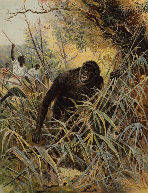 Gorilla üldözése alkotó: English School