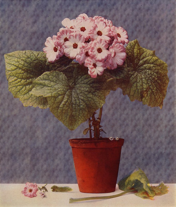 Cineraria (mélynyomás) alkotó: English School