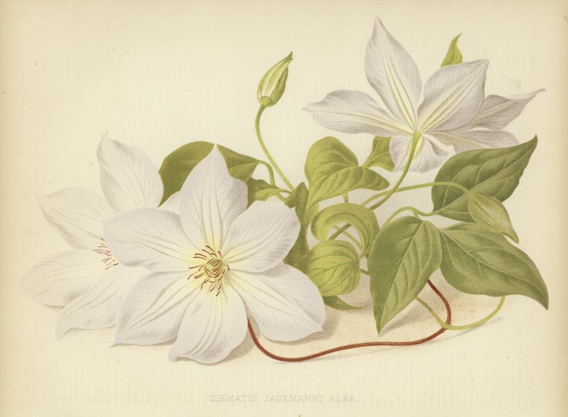 Clematis Jackmanii Alba alkotó: English School
