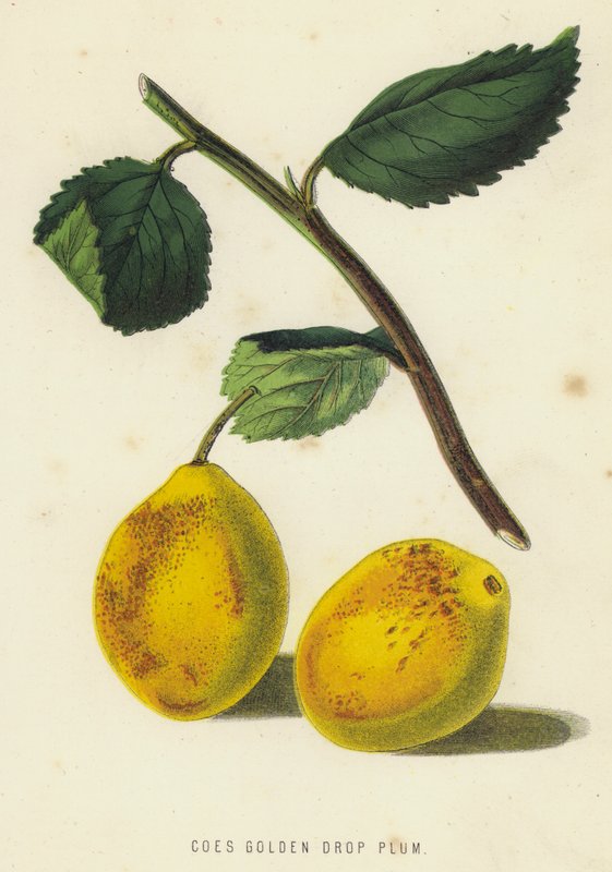 Arany csepp szilvaszár (chromolitho) alkotó: English School