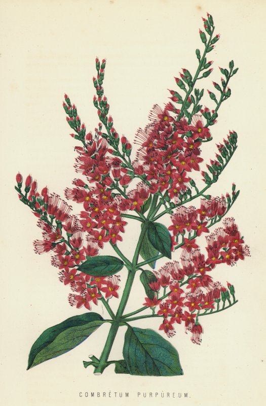 Combretum Purpureum alkotó: English School