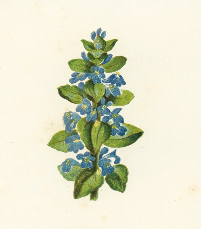 Közönséges bogár, Ajuga Reptans (színes litográfia) alkotó: English School