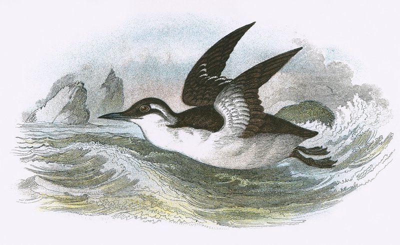 Közönséges Guillemot alkotó: English School