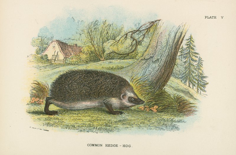Közönséges Hedge-Hog alkotó: English School