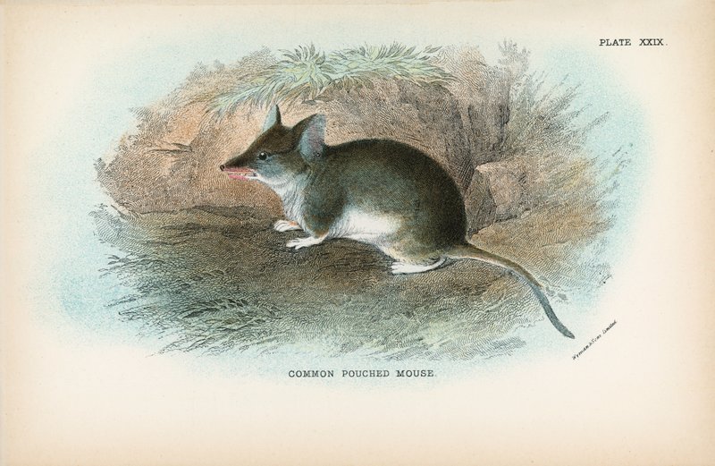 Közönséges Pouched Mouse alkotó: English School