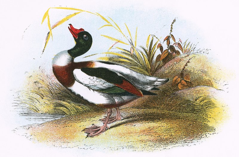 Közönséges Shelduck alkotó: English School