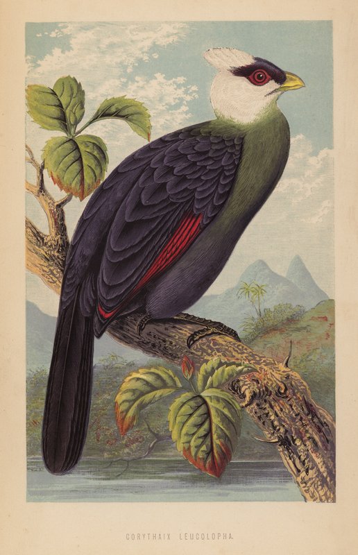 Corythaix Leucolopha (litho) alkotó: English School