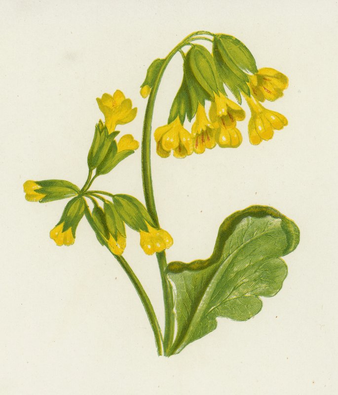Cowslip, Daisy Spring (színes litho) alkotó: English School