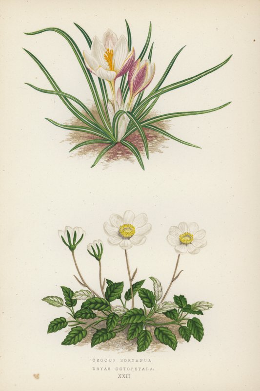 Crocus Boryanus; Dryas Octopetala (színes litográfia) alkotó: English School