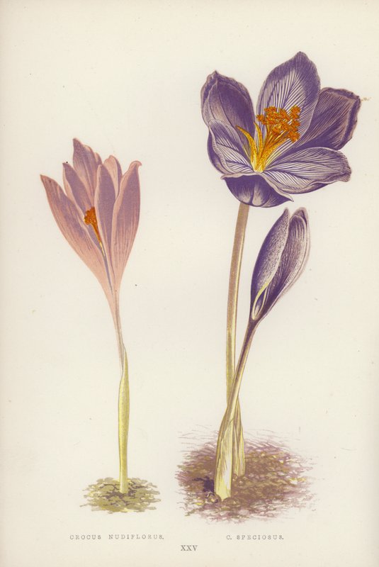 Crocus Nudiflorus; C Speciosus (színes litho) alkotó: English School