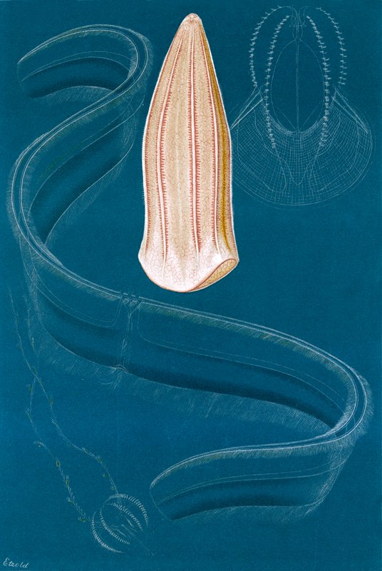 Ctenophores alkotó: English School