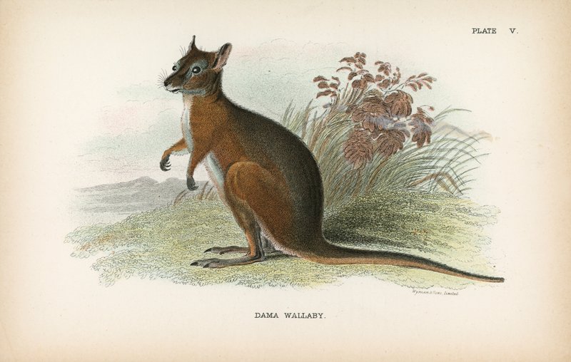 Dama Wallaby alkotó: English School