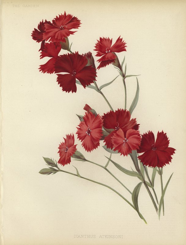 Dianthus Atkinsoni alkotó: English School