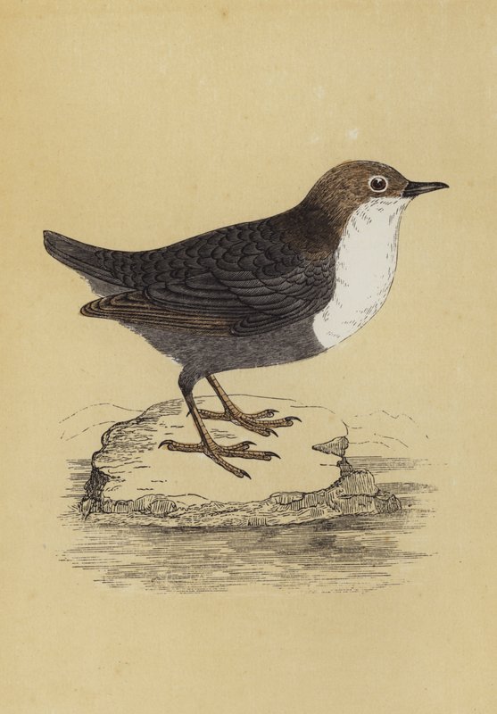 Dipper (színes litográfia) alkotó: English School