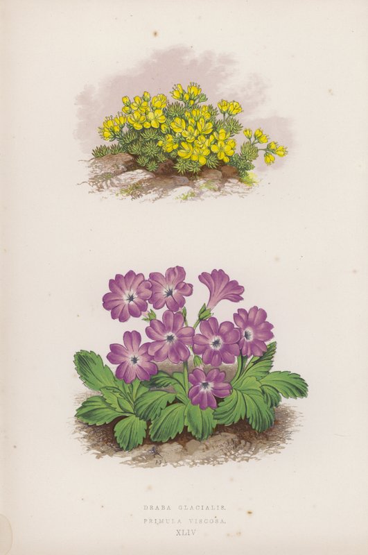 Draba Glacialis; Primula Viscosa (színes litho) alkotó: English School