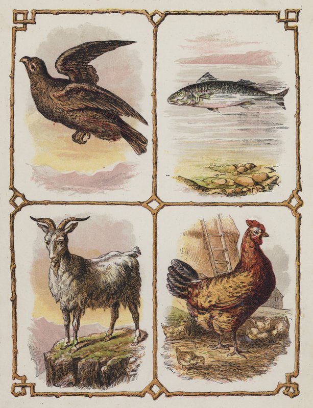 Sas, hal, kecske, tyúk (színes litográfia) alkotó: English School