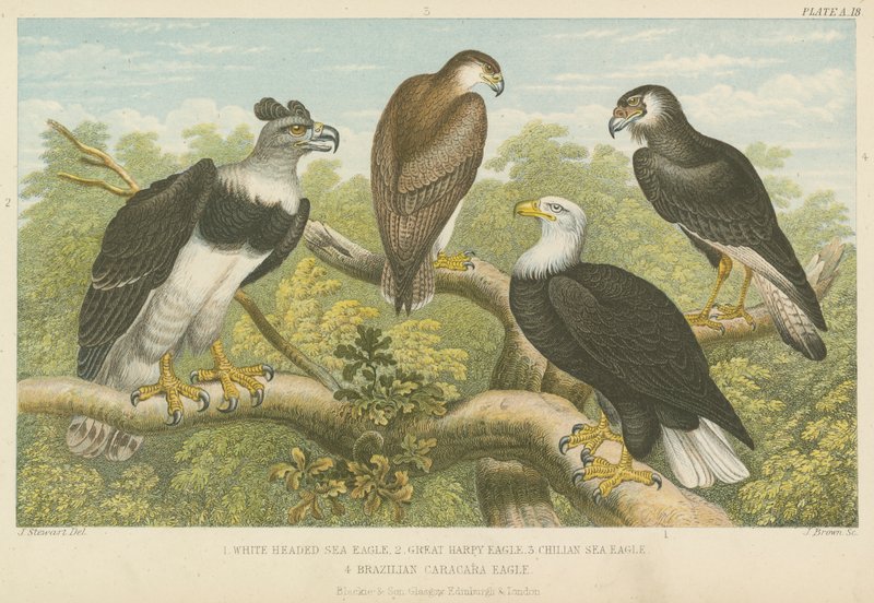 Eagles (színes metszet) alkotó: English School