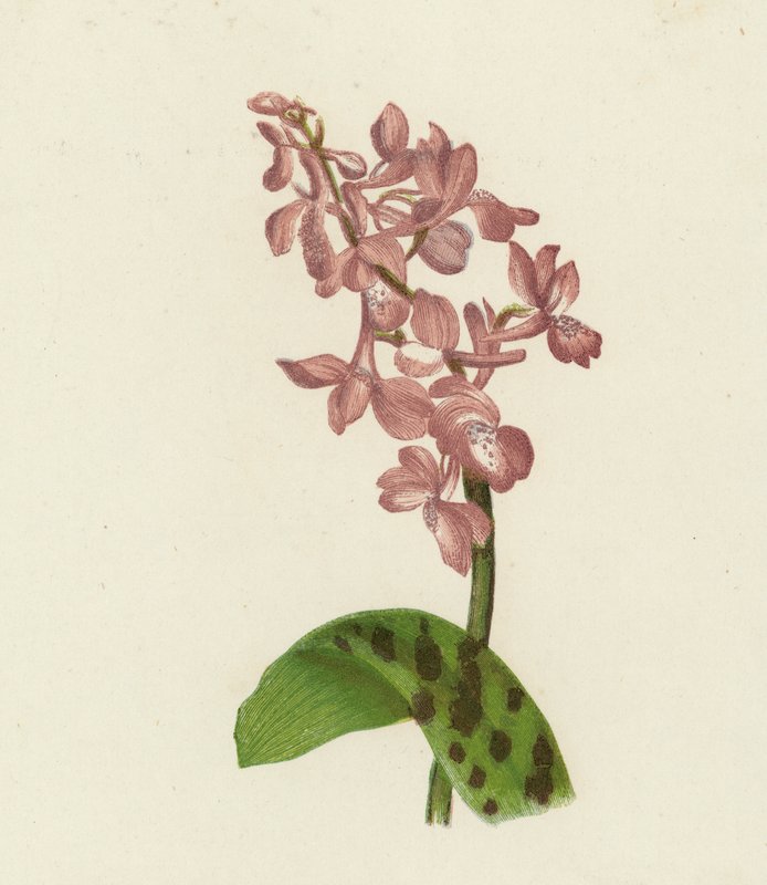 Korai lila orchis, Orchis Mascula (színes litográfia) alkotó: English School