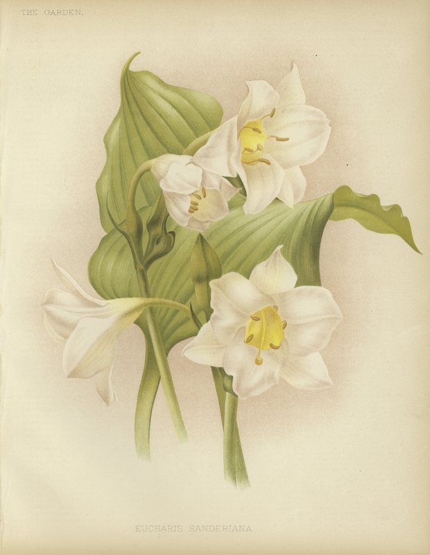 Eucharis sanderiana alkotó: English School