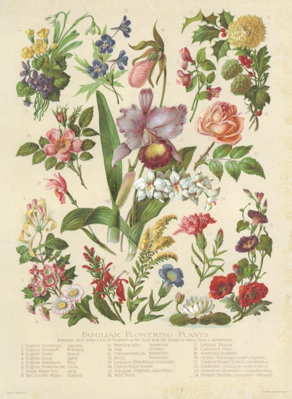 Ismerős virágos növények (színes litho) alkotó: English School