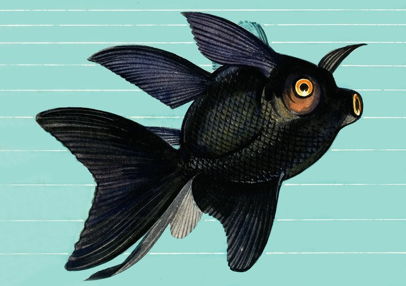 Fantail Blackmoor alkotó: English School