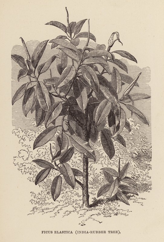 Ficus Elastica, indiai gumifa (metszet) alkotó: English School