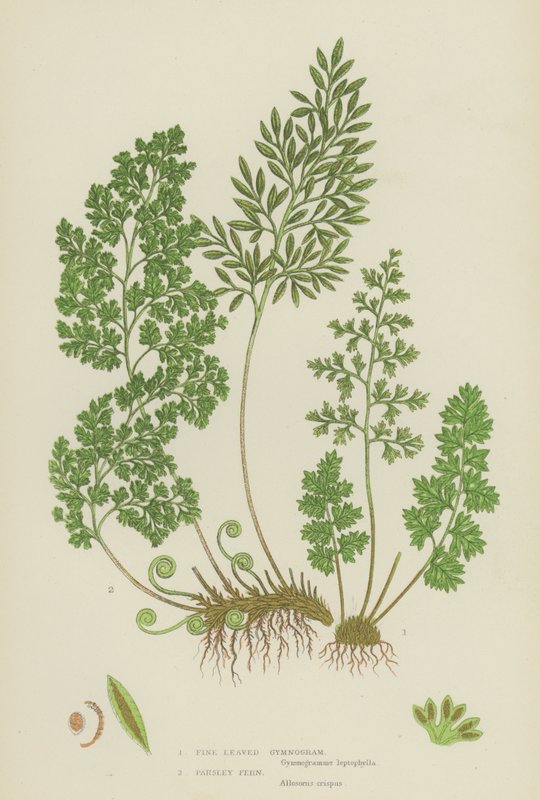 Fine Leaved Gymnogram, petrezselymes páfrány (színes litho) alkotó: English School