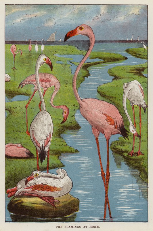Flamingó (kromolit) alkotó: English School