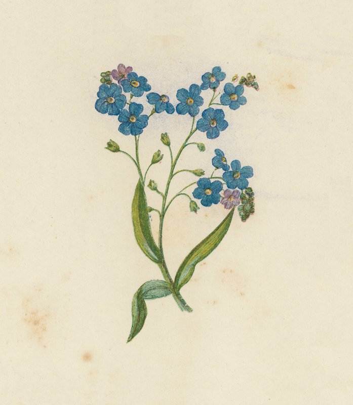 Nefelejcs, Myosotis Palustris (színes litho) alkotó: English School