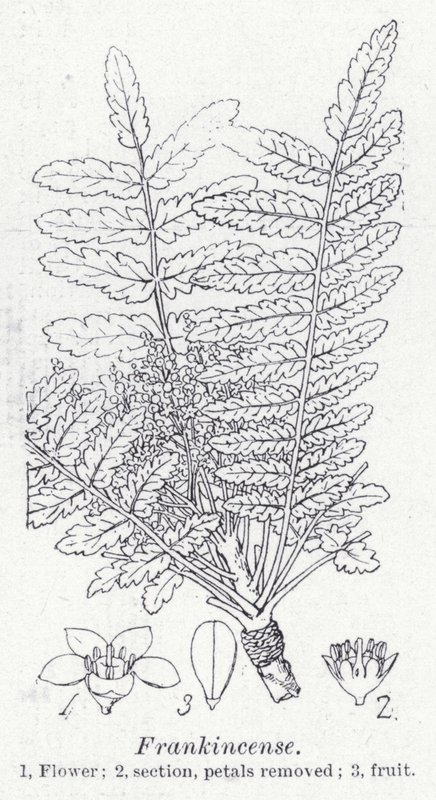 tömjén (litho) alkotó: English School
