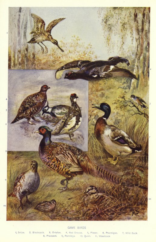 Game Birds alkotó: English School