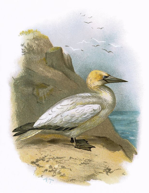 Gannet alkotó: English School