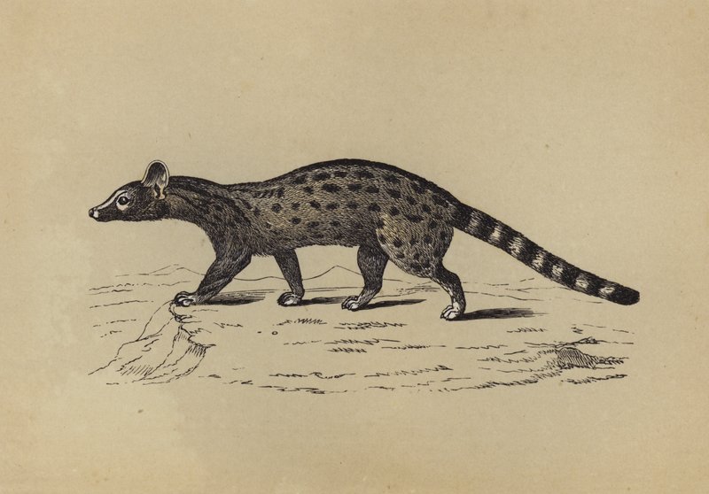 Genet (színes litográfia) alkotó: English School