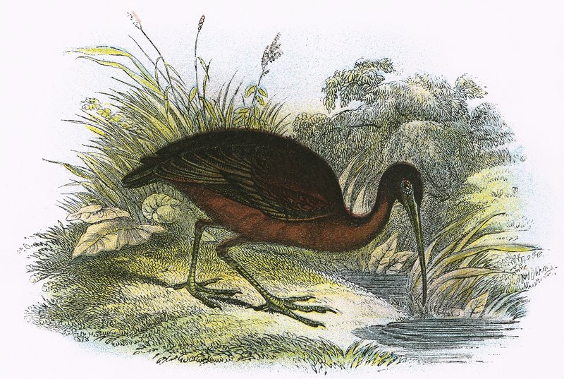 Fényes Ibis alkotó: English School