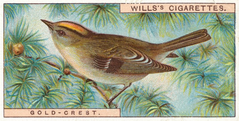 Gold-Crest alkotó: English School