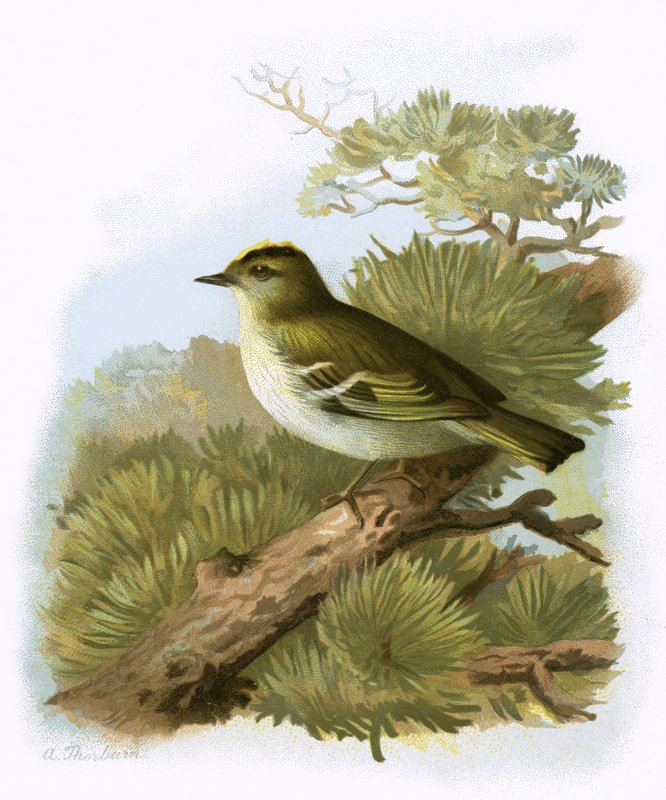 Aranytarajos Wren alkotó: English School