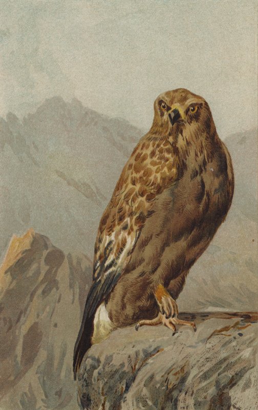 Aranysas (chromolitho) alkotó: English School