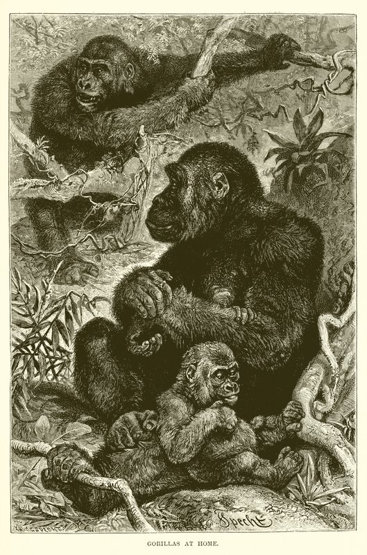 Gorillák otthon alkotó: English School