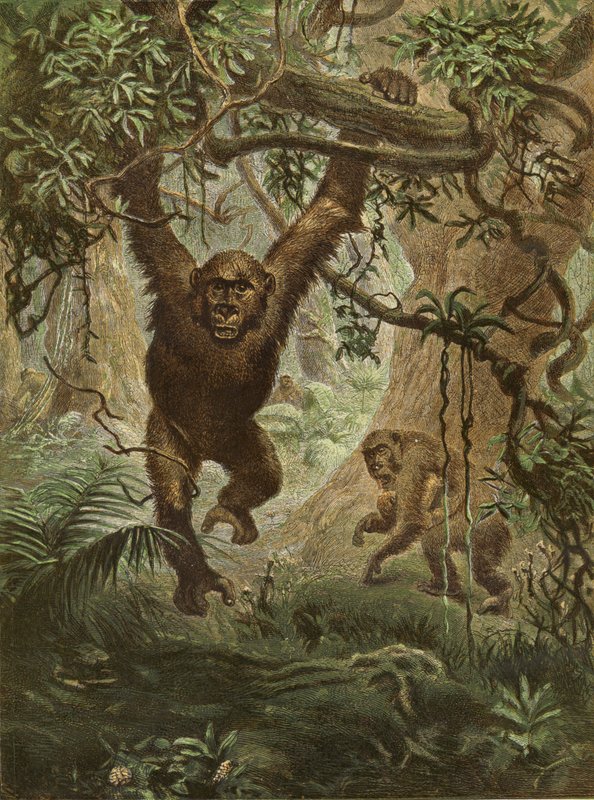 Gorillák otthon alkotó: English School