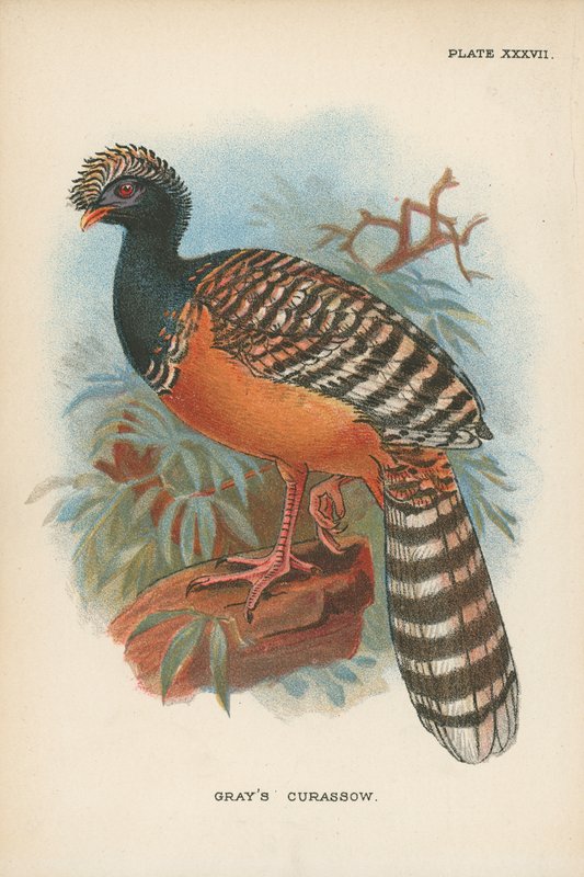 Gray Curassow-ja alkotó: English School