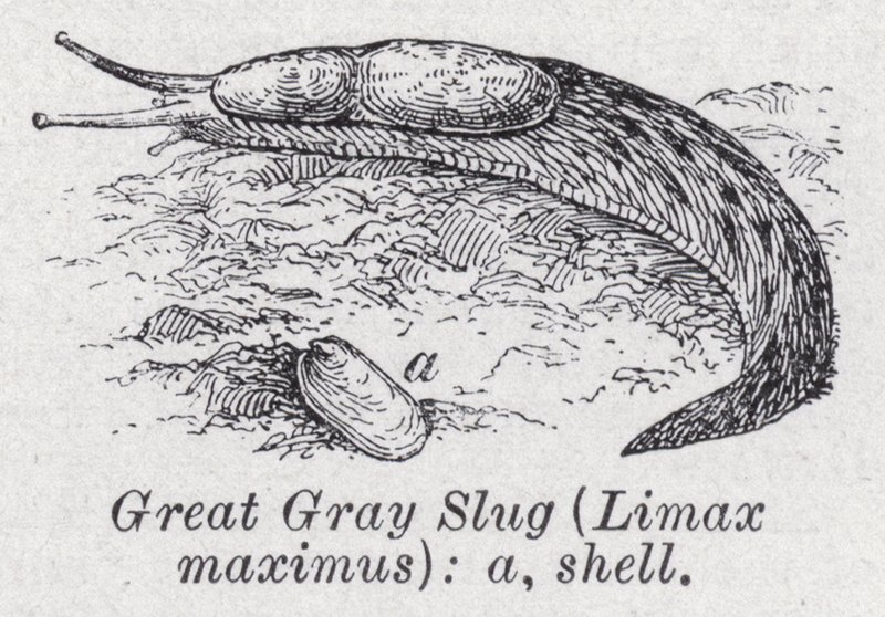 Nagy szürke meztelen csiga, Limax maximus (litho) alkotó: English School